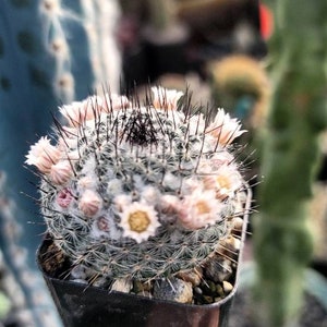 Mammillaria Ritteriana 2"