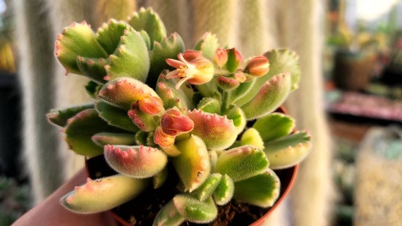 Variegated Bear Paws - Cotyledon Tomentosa 'variegata' 4" - Etsy