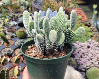 Bunny Ear Cactus - 6" Inch Pot - Opuntia Microdasys