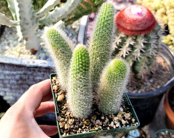 Monkey Tail Cactus - 4x Tails - 4" Square Pot - Special Listing - Cleistocactus Colademononis