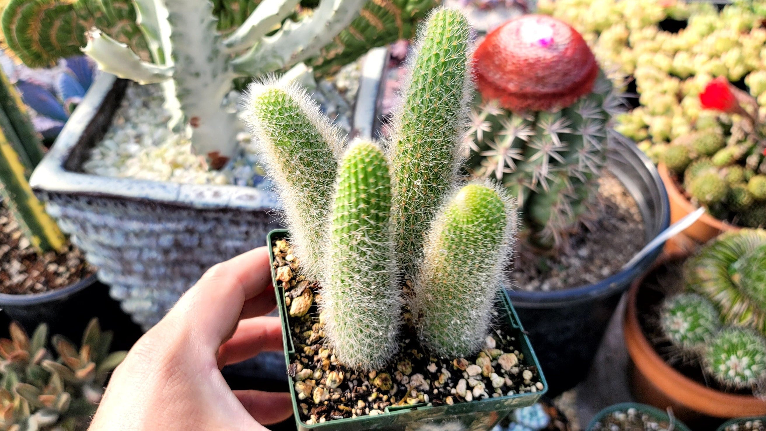 Monkey Tail Cactus - 4x Tails - 4