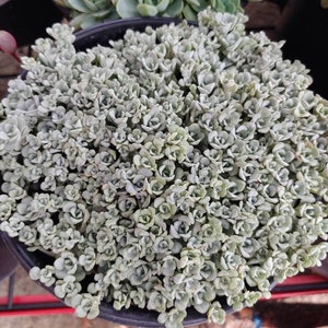 May include: A close-up of a succulent plant with small, silver-green leaves. The plant is growing in a black pot.