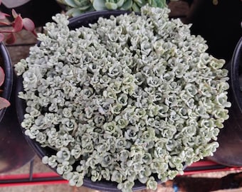 Sedum Spathulifolia Cape Blanco - Frost Hardy - 1 Gallon Size