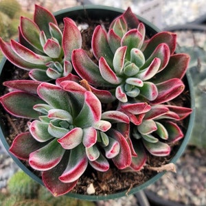 May include: A close-up of a succulent plant with green leaves and red edges. The plant is in a black pot with brown soil.