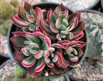 Echeveria Devotion 4" Inch Pot - Vibrant Red Color