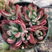 see more listings in the Echeverias section