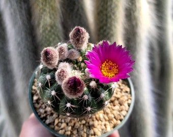 Notocactus Uebelmannianus - Purple Bloom - 4" Inch Pot