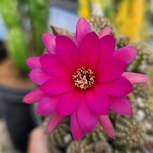 Chamaelobivia 'Rose Quartz' Peanut Cactus 4 image 2