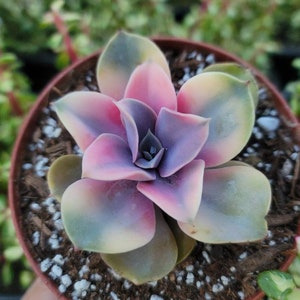 Echeveria Rainbow 4" Pot - Special Listing