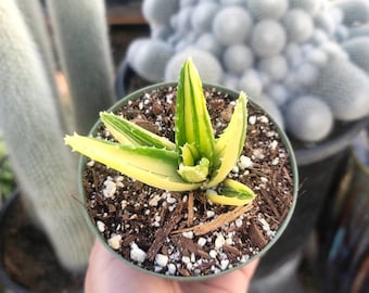 Variegated Aloe Nobilis 4" Inch Pot