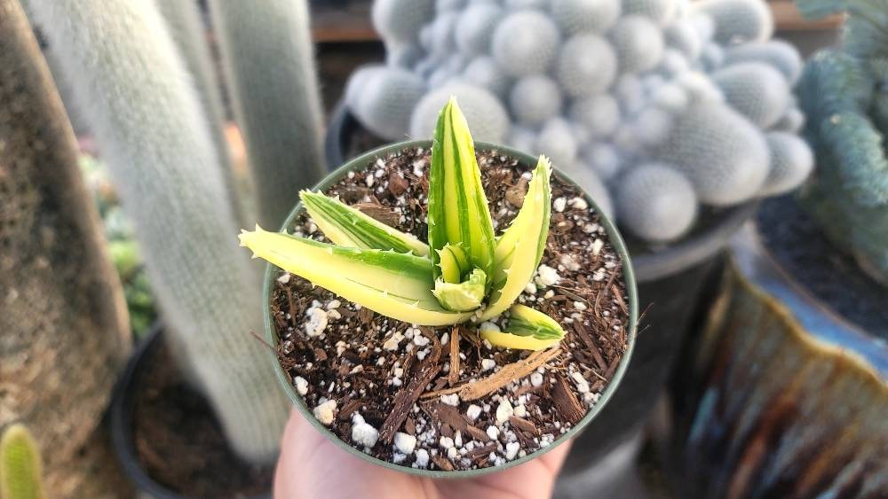 Variegated Aloe Nobilis 4" Inch Pot - Etsy