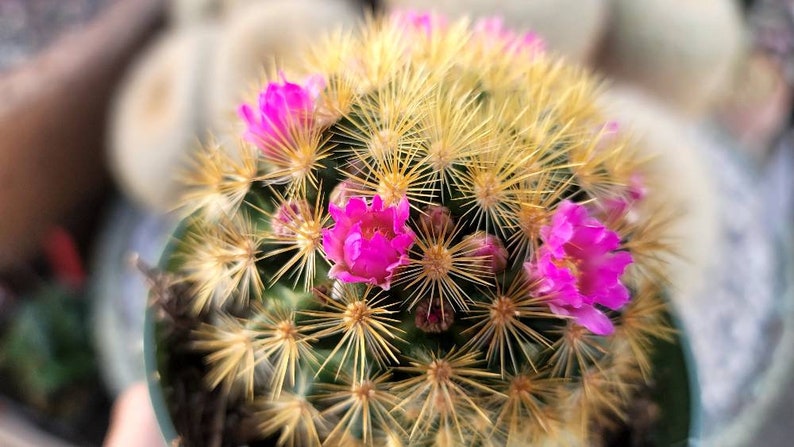 Mammillaria Laui Subducta 4 image 6