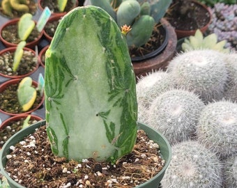 Variegated Opuntia - 4" Inch Pot