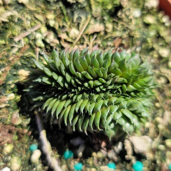 Rare Sempervivum Cristata - Crested Succulent 4" - Rare Succulent