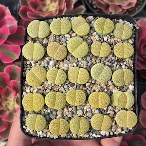 May include: A square black pot filled with small, light green Lithops plants, also known as living stones, with a split appearance. The plants are set in a bed of small, light-colored pebbles. Pink and green succulents are in the background.