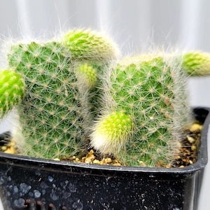 Monkey Tail Cactus 4 Inch Square Pot 4x Plants Cut With Pups image 2