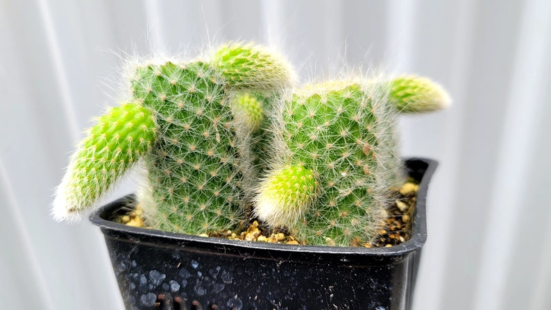 Monkey Tail Cactus 4 Inch Square Pot 4x Plants Cut With Pups image 2