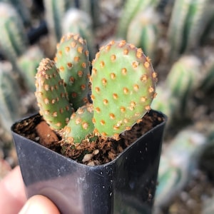 May include: A small green cactus plant with brown spots, growing in a black plastic pot. The cactus has a unique shape with multiple pads.