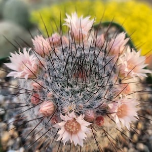 Mammilaria Ritteriana 4"