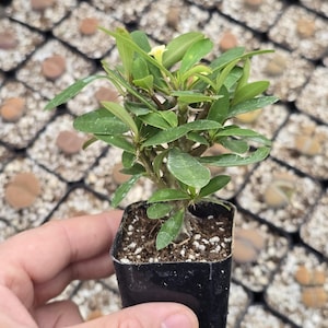 May include: A small green succulent plant with white flowers growing in a black plastic pot. The plant is surrounded by other small plants in pots.