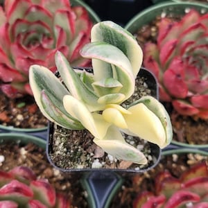 May include: A small succulent plant with green and yellow leaves in a black pot. The plant is surrounded by other succulents in pots.