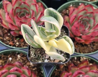 Variegated Jade 2"