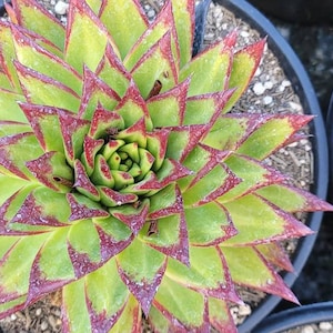 Echeveria Agavoides Lip Stick - 8&quot; Dimiater - Large Size