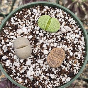 May include: Three small, round, split-leaf succulents in a green pot with white pebbles and brown soil. The succulents are different colors: green, gray, and brown.