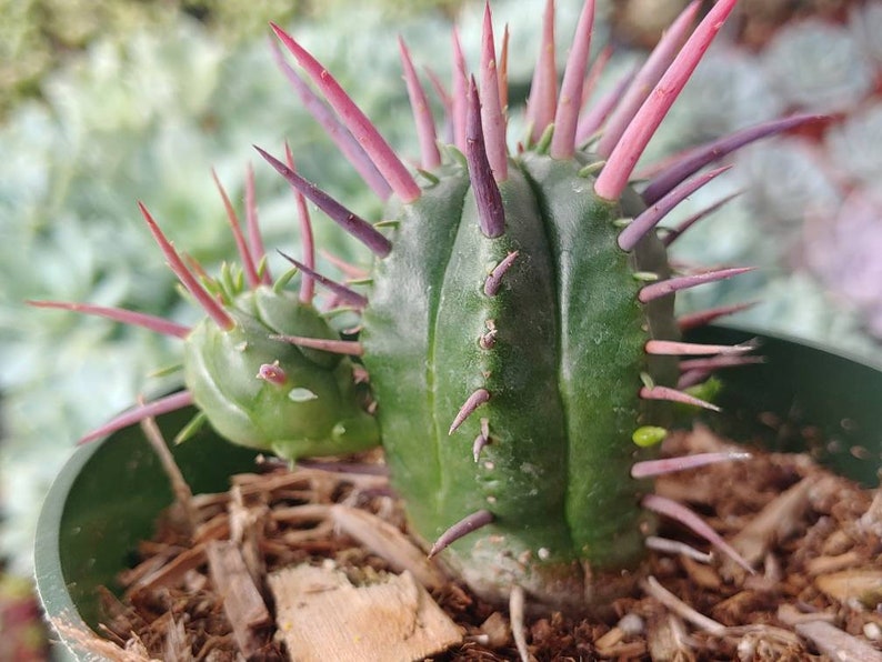 831Succulents Euphorbia Ferox - Thumbnail 4