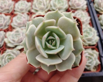 2" Echeveria Lola