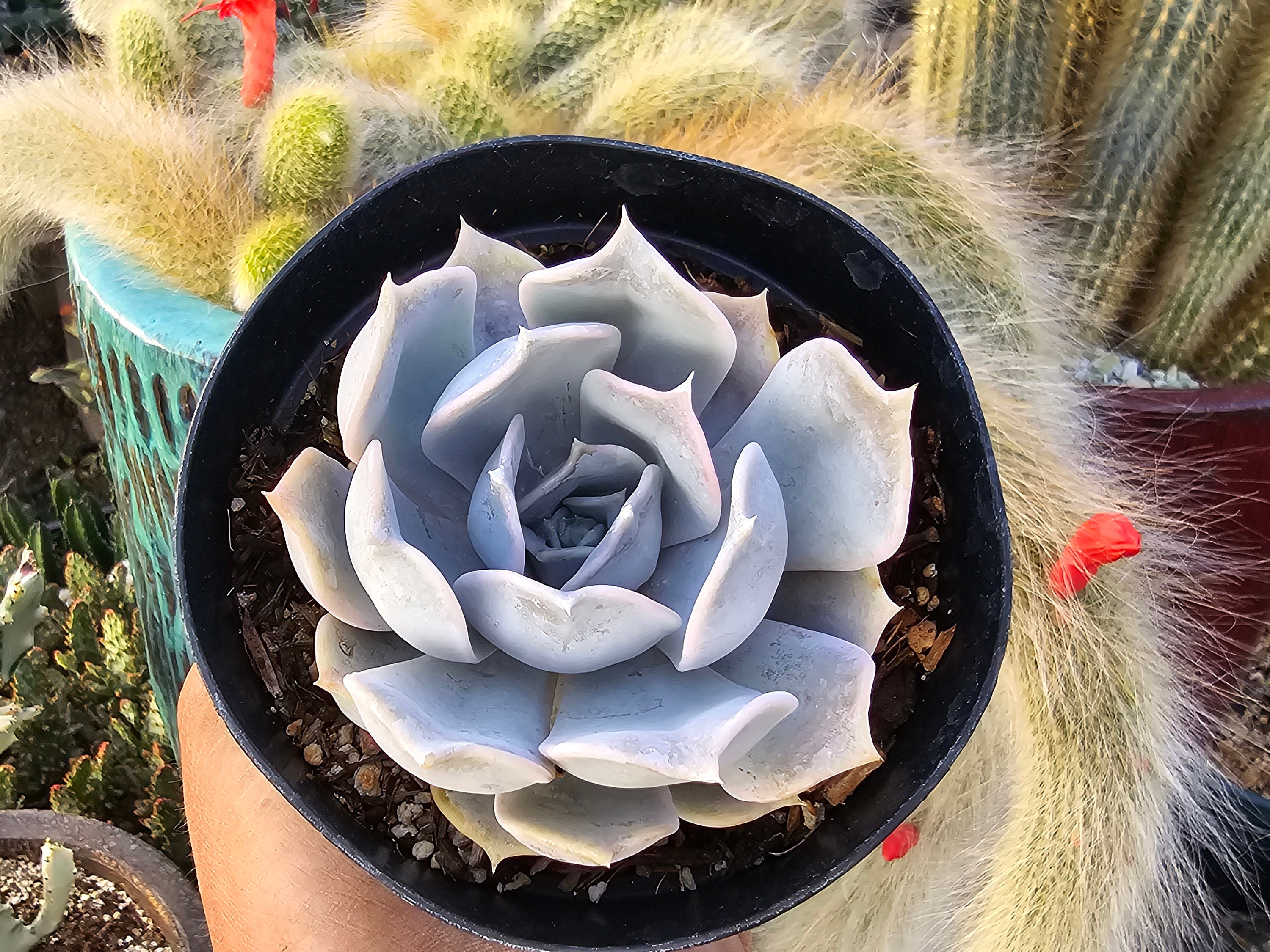 Echeveria Lilacina- Ghost Echeveria - 4