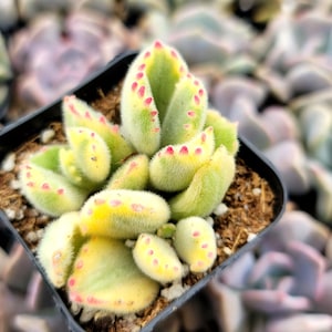 Variegated Bear Paw Succulent 2" Inch Pot