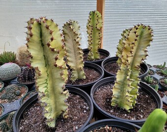 Euphorbia - 2 Gallon Size