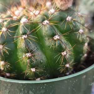 Notocactus Ottonis Indian Head 4 Pot Yellow Flower image 3