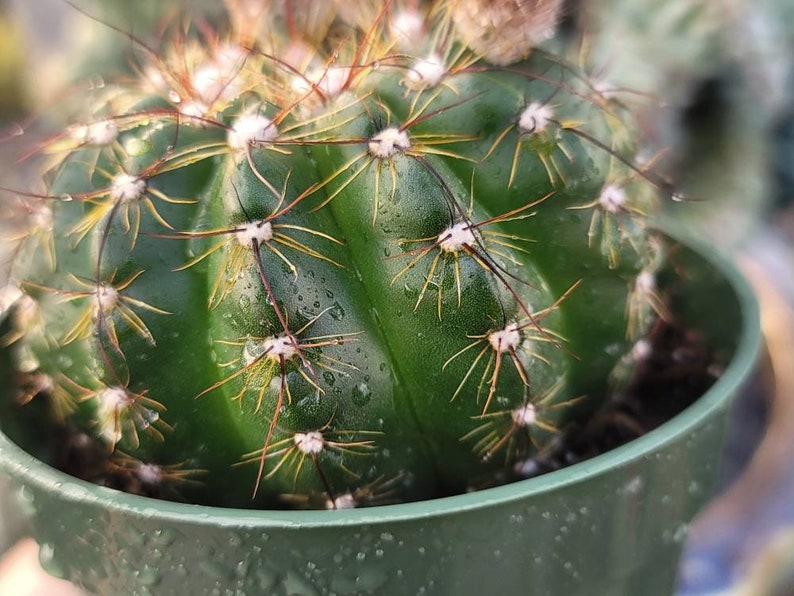 Notocactus Ottonis Indian Head 4 Pot Yellow Flower image 3