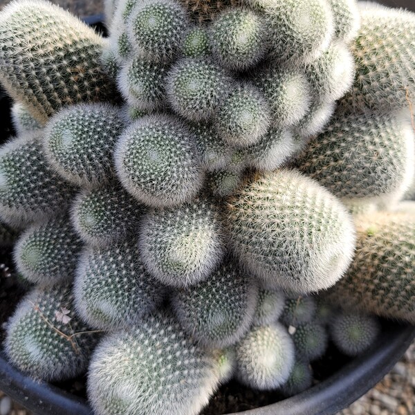 Rebutia Muscula - Exact One In Picture - Dozens of Pups