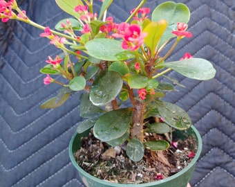 Crown of Thorns Cactus- 4" Red