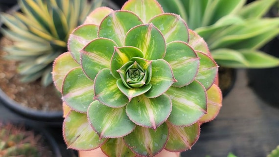 Aeonium Starburst 4" - Rare - Etsy