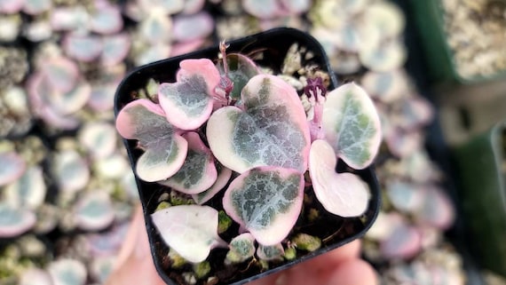 Variegated String of Hearts - Ceropegia Woodii Variegata 2" - Multiple  Bulbs - Etsy Israel