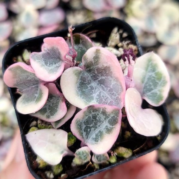 Variegated String of Hearts - Ceropegia Woodii Variegata 2" - Multiple Bulbs