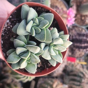 May include: A small succulent plant with fleshy, green leaves in a terracotta pot. The plant is surrounded by other succulents in various pots.