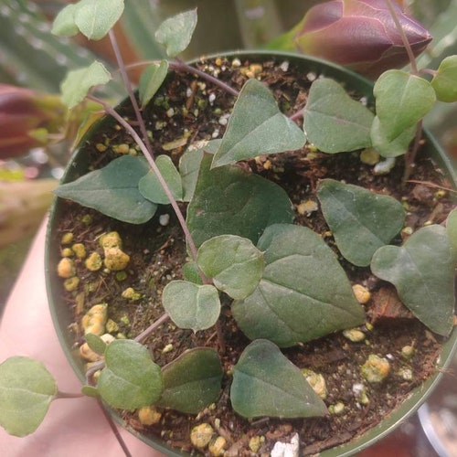 2 Pot 4pot Rooted String of Heartsorange River Etsy