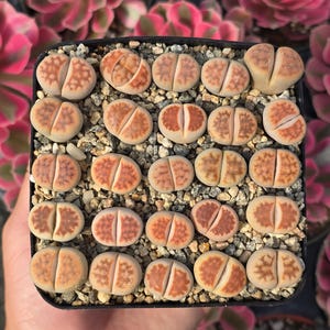 May include: A square black pot filled with small, pebble-like gravel and numerous Lithops plants. The Lithops have tan and reddish-brown patterns, resembling small stones. Pink and green succulents are visible in the background.