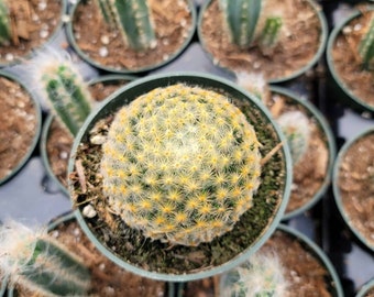 Mammillaria Schneideana 4"