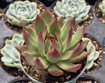 Echeveria Scarlet - 4" Inch Pot - Large