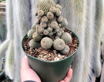 Rebutia Albopectinata 6" - Multiple Pups