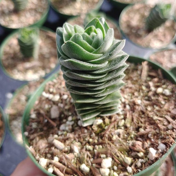 Crassula Buddha's Temple- Rare Succulent