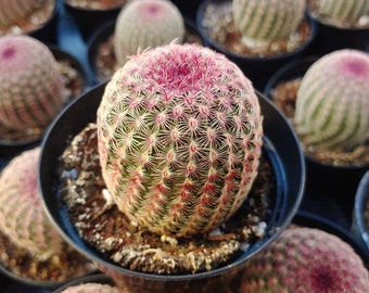 Echinocereus Ridgidissimus-  Rainbow Hedgehog Cactus - Rare