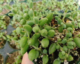 4" String of Watermelon- Senecio Herreianus