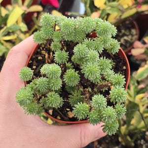 May include: A small potted succulent plant with green, round, fuzzy leaves. The plant is in a brown pot and is being held by a hand.